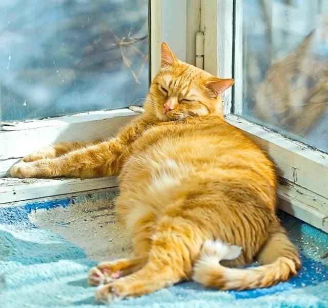 жирный кот